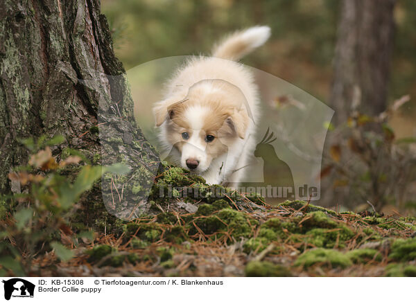 Border Collie puppy / KB-15308
