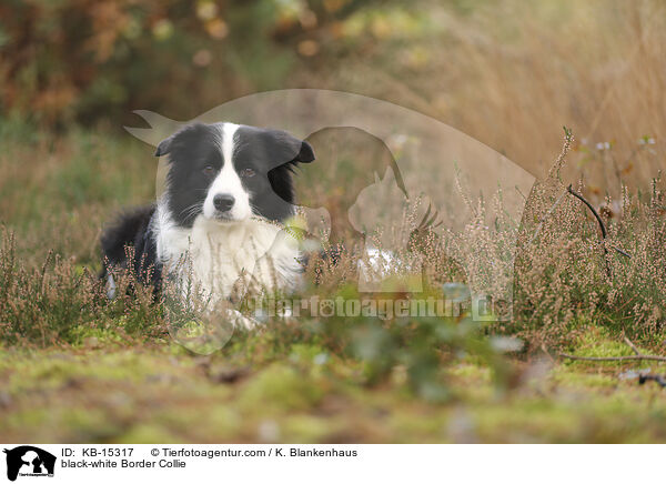 black-white Border Collie / KB-15317