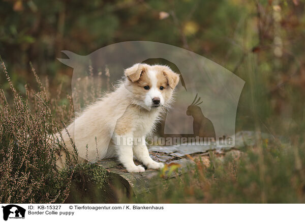 Border Collie puppy / KB-15327