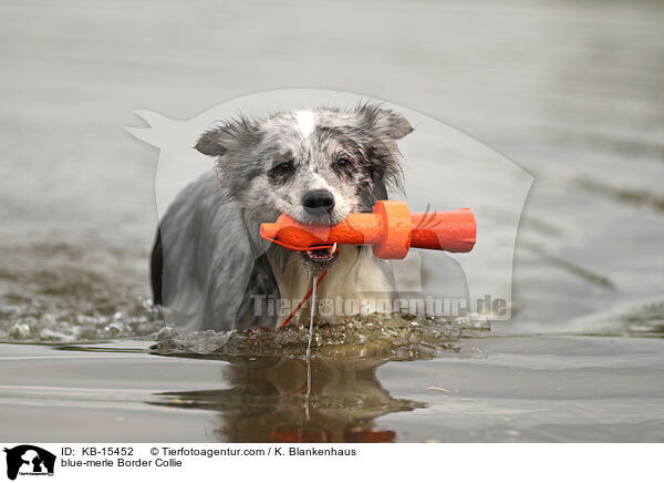 blue-merle Border Collie / blue-merle Border Collie / KB-15452