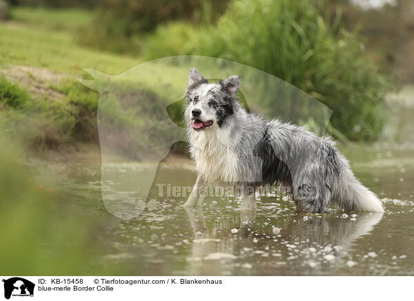 blue-merle Border Collie / blue-merle Border Collie / KB-15458