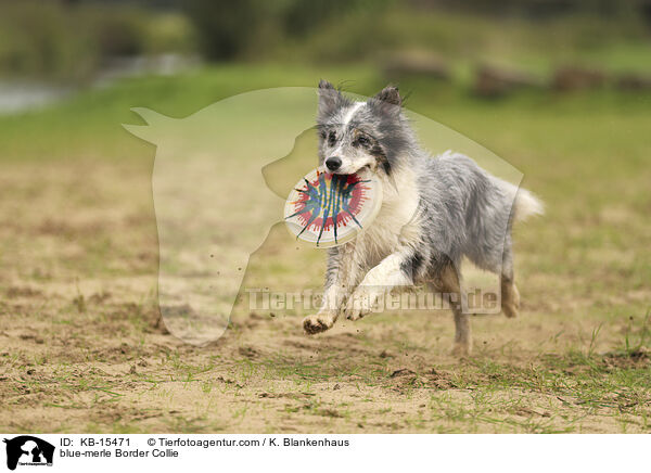 blue-merle Border Collie / blue-merle Border Collie / KB-15471