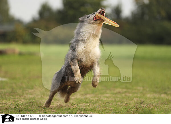 blue-merle Border Collie / blue-merle Border Collie / KB-15473