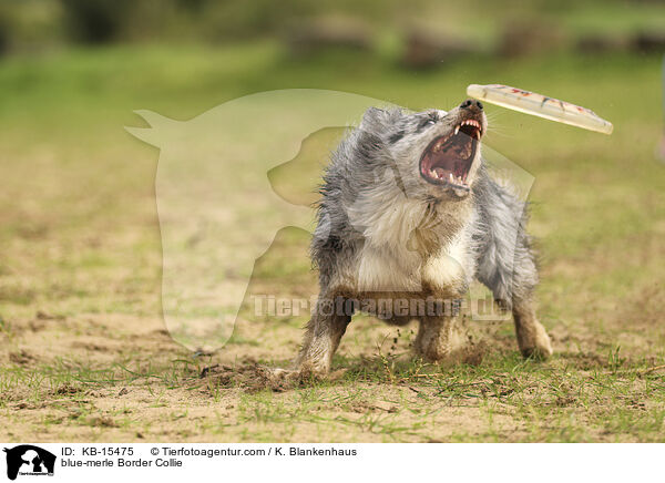 blue-merle Border Collie / KB-15475