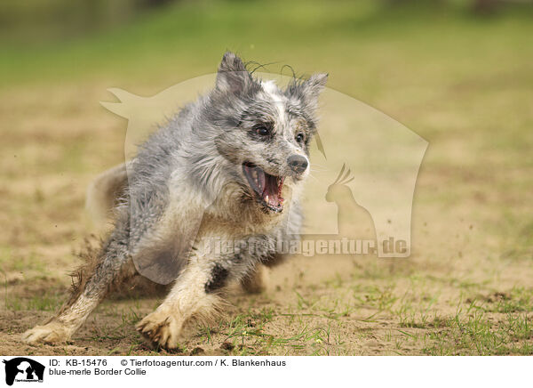blue-merle Border Collie / blue-merle Border Collie / KB-15476
