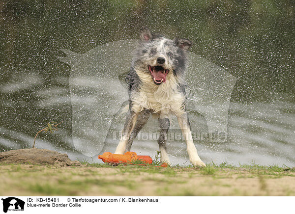 blue-merle Border Collie / blue-merle Border Collie / KB-15481