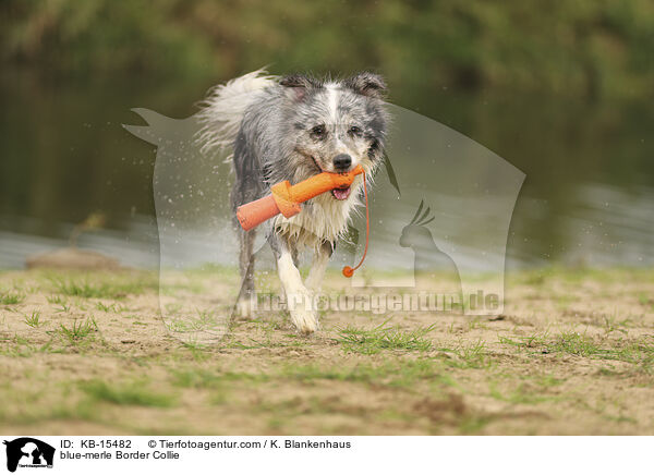 blue-merle Border Collie / blue-merle Border Collie / KB-15482