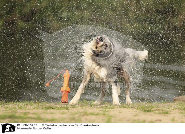 blue-merle Border Collie / blue-merle Border Collie / KB-15483