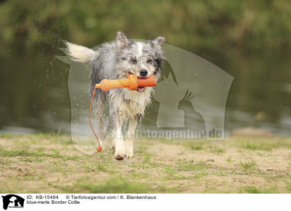 blue-merle Border Collie / blue-merle Border Collie / KB-15484