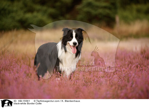schwarz-weier Border Collie / black-white Border Collie / KB-15561