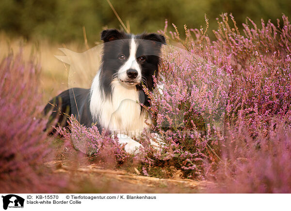 schwarz-weier Border Collie / black-white Border Collie / KB-15570