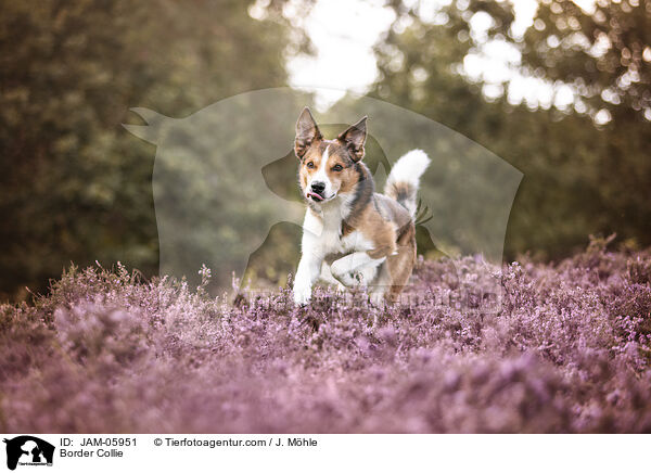 Border Collie / Border Collie / JAM-05951