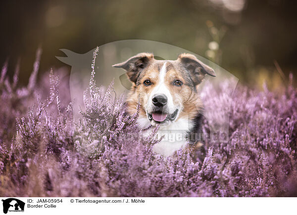 Border Collie / Border Collie / JAM-05954