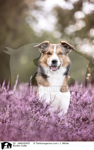 Border Collie / Border Collie / JAM-05955