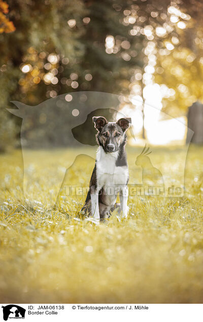Border Collie / Border Collie / JAM-06138