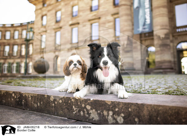 Border Collie / Border Collie / JAM-06218