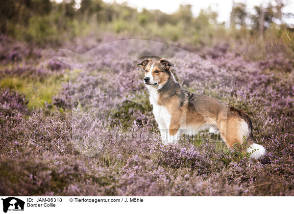 Border Collie / Border Collie / JAM-06318