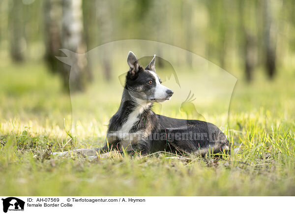 Border Collie Hndin / female Border Collie / AH-07569