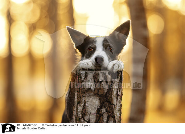 Border Collie Hndin / female Border Collie / AH-07586