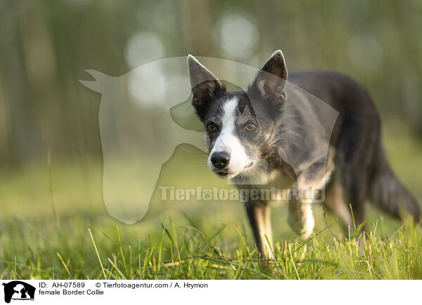 Border Collie Hndin / female Border Collie / AH-07589