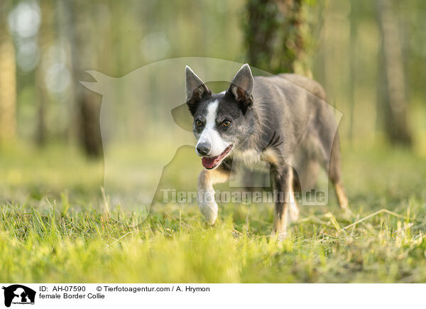 Border Collie Hndin / female Border Collie / AH-07590