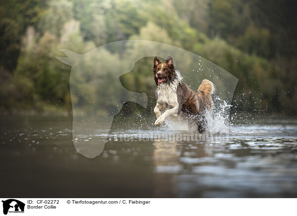 Border Collie / Border Collie / CF-02272