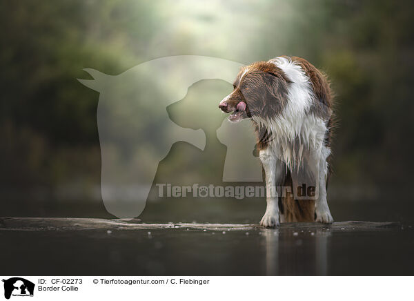 Border Collie / CF-02273