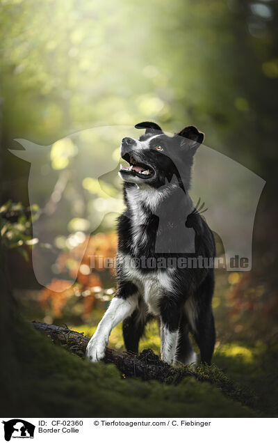 Border Collie / CF-02360