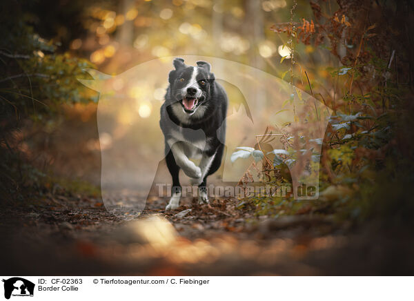 Border Collie / CF-02363