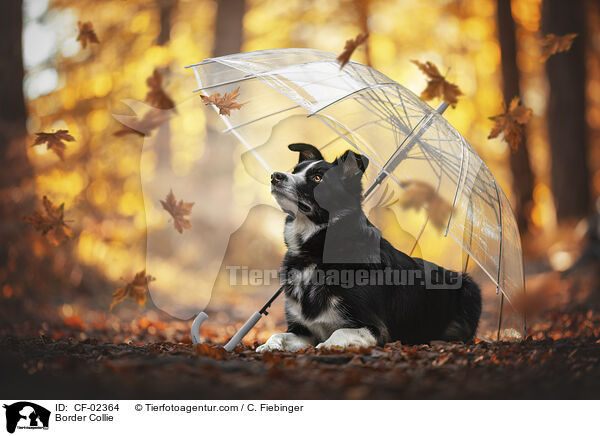 Border Collie / CF-02364