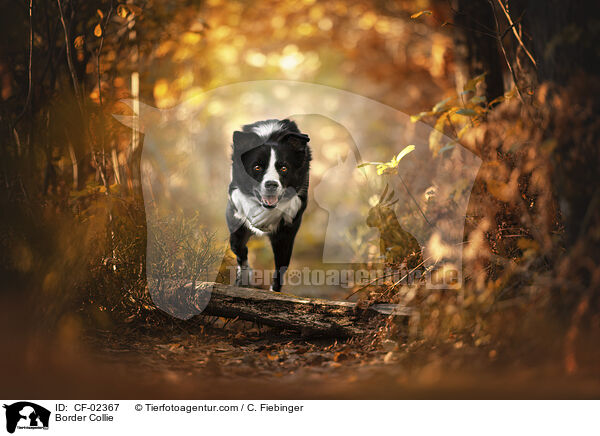 Border Collie / CF-02367