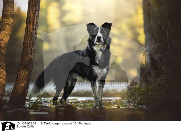 Border Collie / CF-02368
