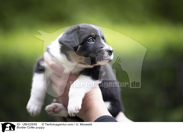 Border Collie Welpe / Border Collie puppy / UM-02646