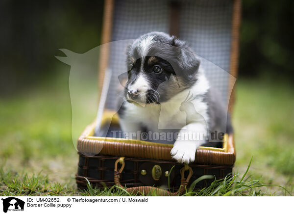 Border Collie Welpe / Border Collie puppy / UM-02652
