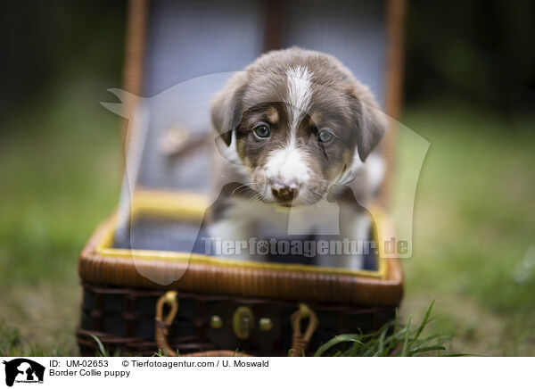 Border Collie Welpe / Border Collie puppy / UM-02653