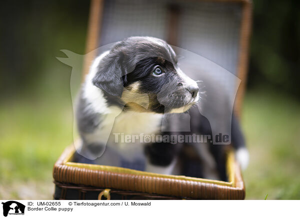 Border Collie Welpe / Border Collie puppy / UM-02655