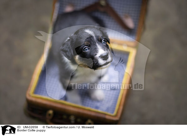 Border Collie Welpe / Border Collie puppy / UM-02658