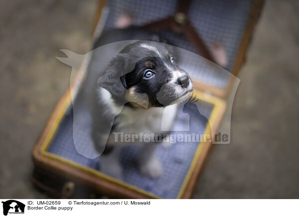Border Collie puppy / UM-02659
