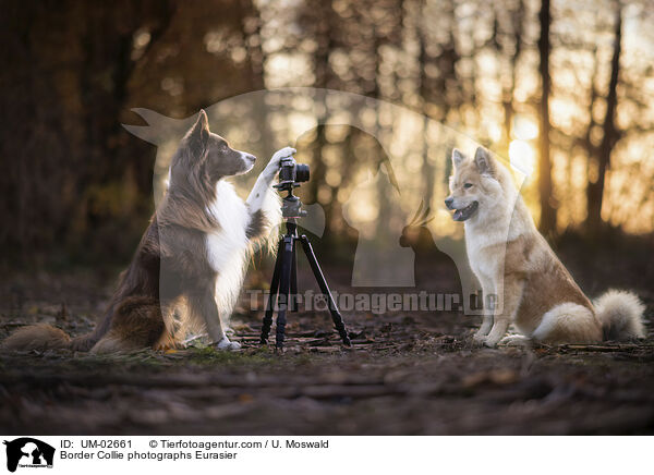 Border Collie photographs Eurasier / UM-02661