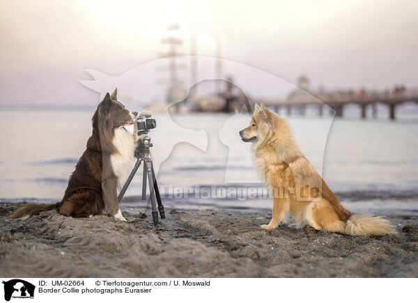 Border Collie fotografiert Eurasier / Border Collie photographs Eurasier / UM-02664