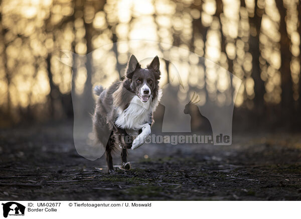Border Collie / Border Collie / UM-02677