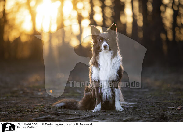 Border Collie / Border Collie / UM-02678