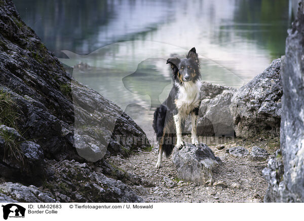 Border Collie / Border Collie / UM-02683