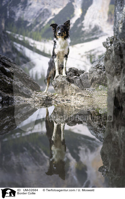 Border Collie / Border Collie / UM-02684