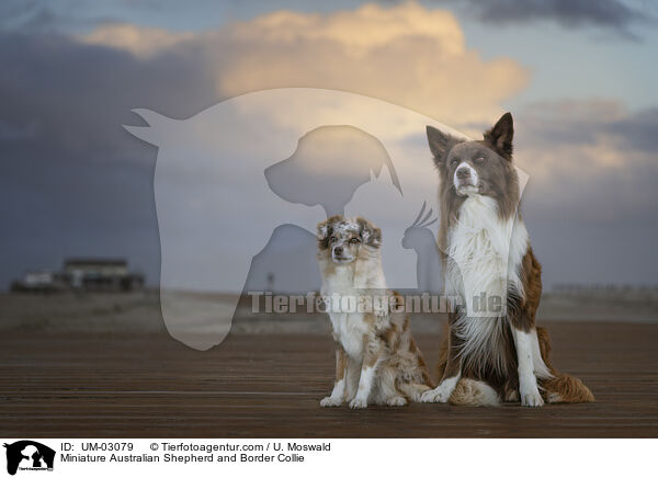 Miniature Australian Shepherd and Border Collie / UM-03079