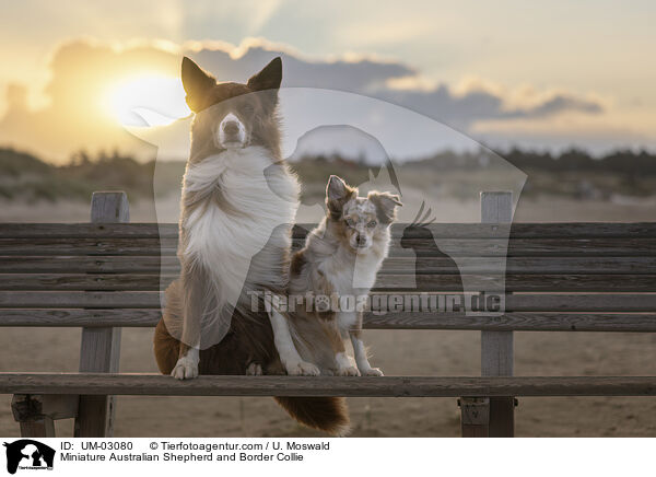 Miniature Australian Shepherd und Border Collie / Miniature Australian Shepherd and Border Collie / UM-03080