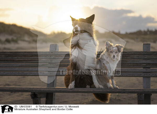 Miniature Australian Shepherd und Border Collie / Miniature Australian Shepherd and Border Collie / UM-03081