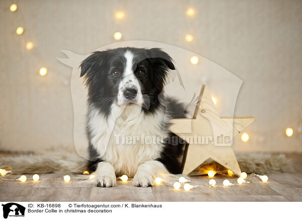 Border Collie in Weihnachstdeko / Border Collie in christmas decoration / KB-16898