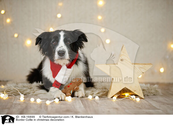 Border Collie in Weihnachstdeko / Border Collie in christmas decoration / KB-16899