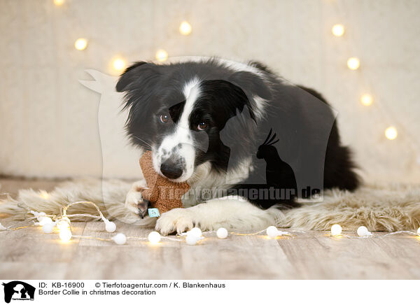 Border Collie in Weihnachstdeko / Border Collie in christmas decoration / KB-16900